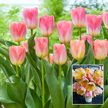 TJYXGS 5Pcs Tulip Bulbs Unique Pink Flower Home Decoration Perennial Hardy Ornamental Flower Bulbs for Garden Balcony Planting