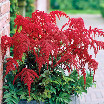 Plant Profile for Astilbe thunbergii 'Prof. van der Wielen' - Tall Japanese  Astilbe Perennial