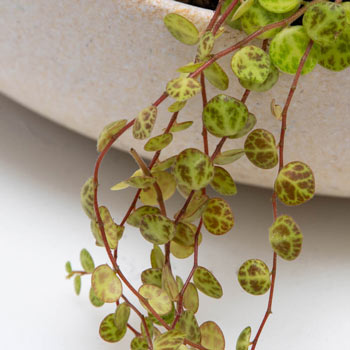 Peperomia prostrata