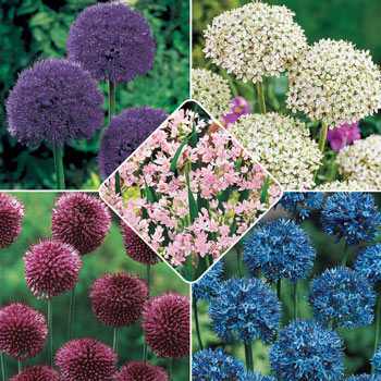 Carefree Allium Collection