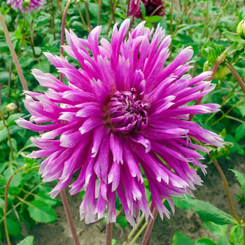 Table Dancer Dahlia