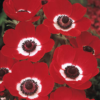 Poppy Anemone Hollandia