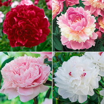 Lifetime Peony Collection