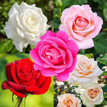 Our Choice Jumbo Hybrid Tea Rose | Shop Roses | Breck's