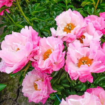 Pink Choice Peony