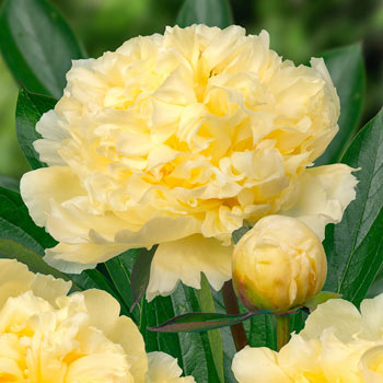 Goldilocks Peony