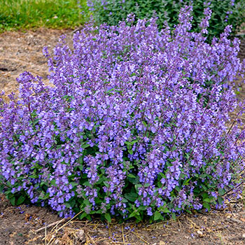 Nepeta Picture Purrfect | Brecks Premium Bulbs