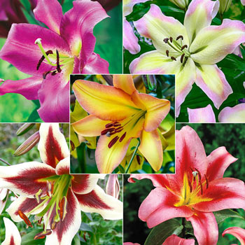 Spotlight Lily Tree<sup>®</sup> Collection
