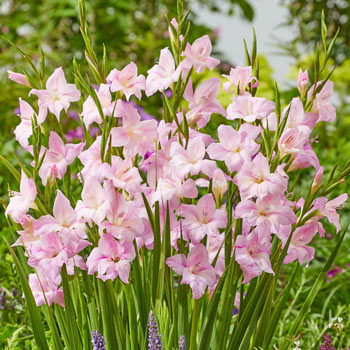 Charming Lady Hardy Gladiolus