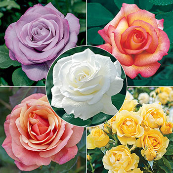 Fragrant Rose Garden Collection - 5 Plants