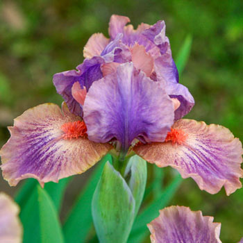 April Fanfare Dwarf Bearded Iris