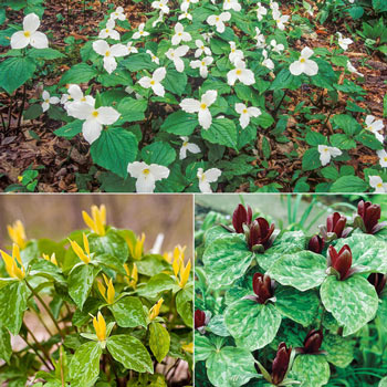 Breck's® Legacy Trillium Collection