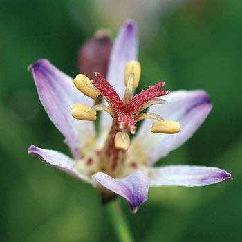 Taiwan Adbane Toad Lily