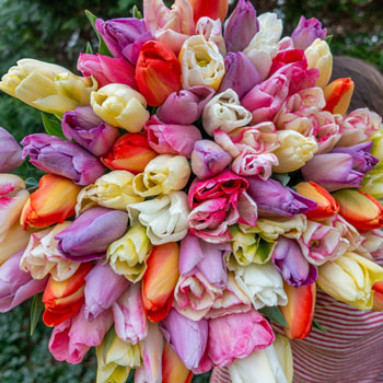 Pastel Confetti Shortbread Tulip Mixture