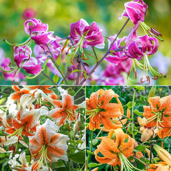 Turk's Cap Lily Collection