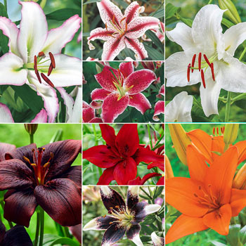 Super Lily Collection