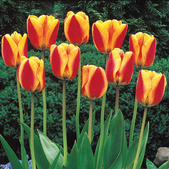 Halley's Comet Jumbo Perennial Tulip