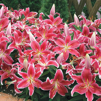 Starlight Magic Oriental Carpet Border Lily<sup>™</sup>