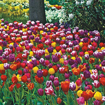 2 Months of Long-stemmed Flowering Tulips Mixture