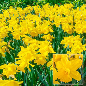 Yellow Trumpet Daffodils