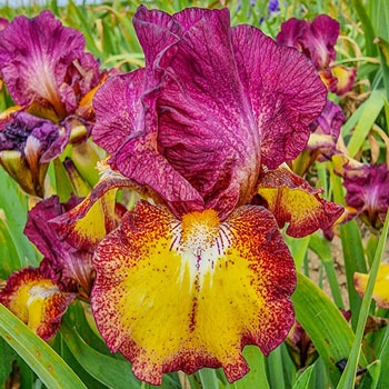 Red Hot Chili Reblooming Bearded Iris