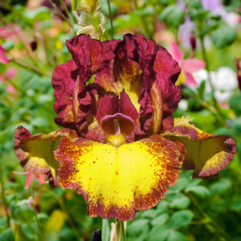 Red Hot Chili Reblooming Bearded Iris