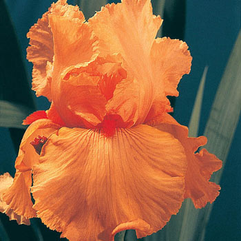 Disco Music Bearded Iris