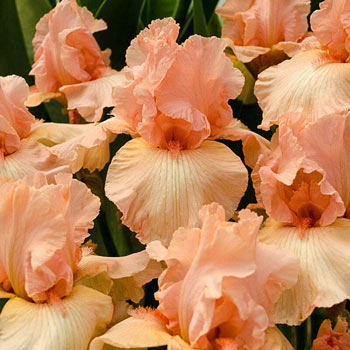 Beverly Sills Tall Bearded Reblooming Iris