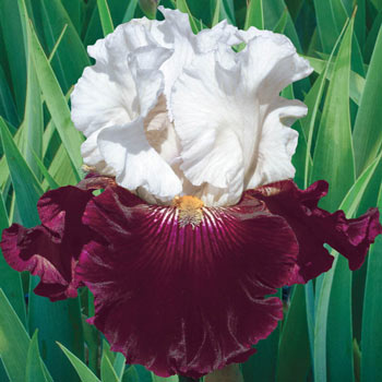 Twist of Sheree Bearded Iris