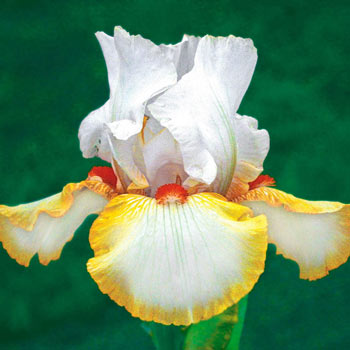 Halloween Halo Reblooming Bearded Iris
