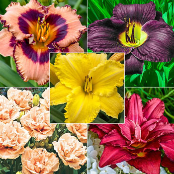 Constant Colour Reblooming Daylily Collection