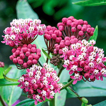 Buy Cinderella Asclepias Online - Milkweed| Sun Perennials | Breck's