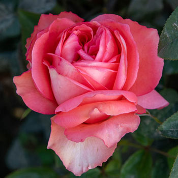 Heavenly Scented™ Hybrid Tea Rose