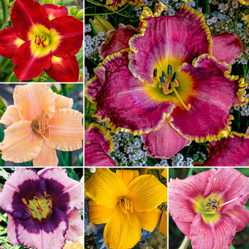 Most Popular Reblooming Daylily Collection