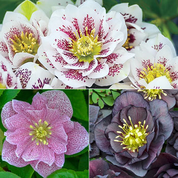 Wedding Party™ Double Hellebore Collection