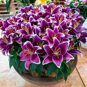 Sorbonne Lily  Brecks Premium Bulbs