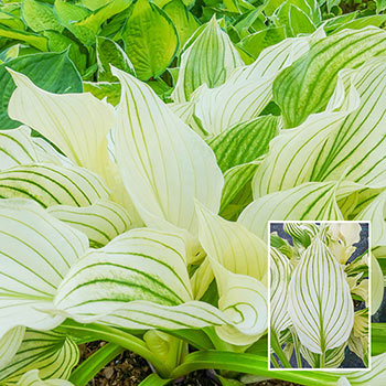 Improved White Feather Hosta Plants