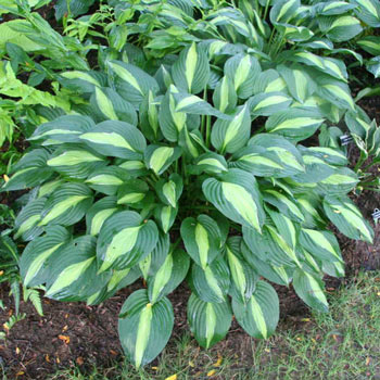 Striptease Hosta | Shade Perennials | Shop at Brecks