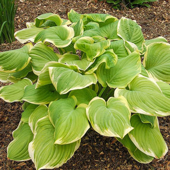 Fragrant Bouquet Hosta | Shade Perennials | Shop Brecks