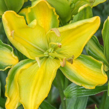 Yellow Parrot Lily