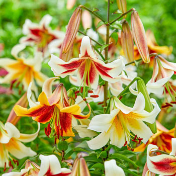 Sound the Trumpets Lily Mixture