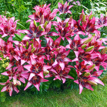 Trendy Savannah Carpet Border Lily™