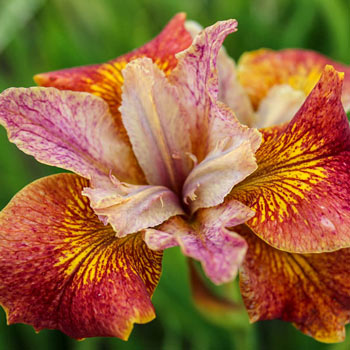 Paprikash Siberian Iris