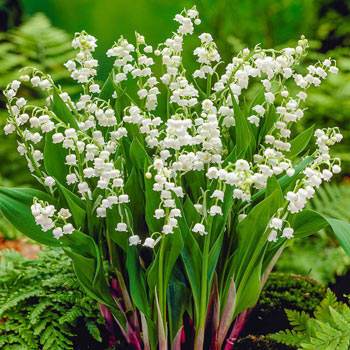 Bridal Choice Lily-of-the-Valley