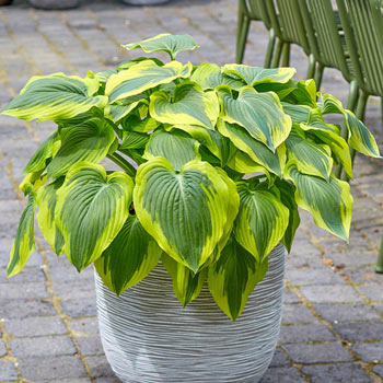 Broadband Hosta | Brecks Premium Bulbs