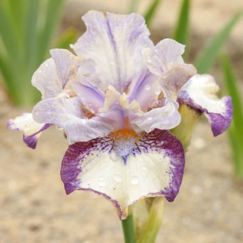 Agatha Christie Reblooming Iris