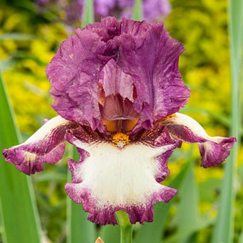 Autumn Encore Reblooming Bearded Iris