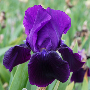 Black Swan Bearded Iris