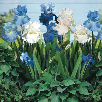 Blue Bearded Iris Mixture