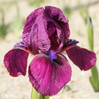 Cherry Garden Bearded Iris